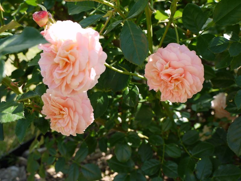 バラ - ザンガーハウザー ユビレウムスローゼ(Sangerhäuser Jubiläumsrose)