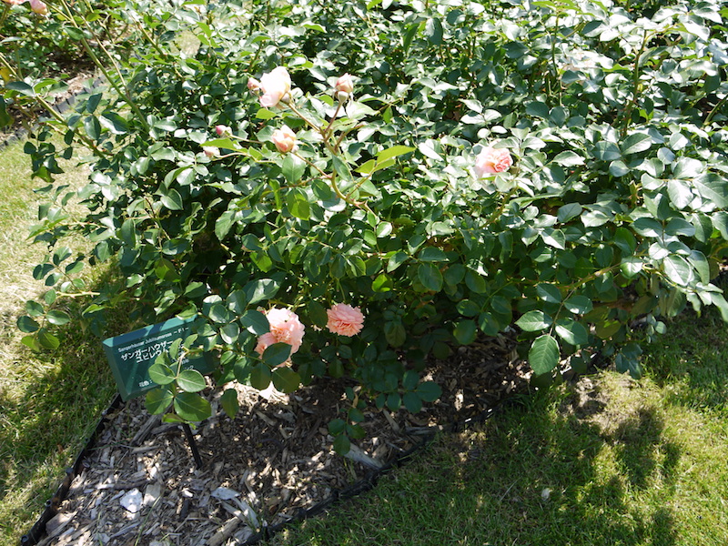 バラ - ザンガーハウザー ユビレウムスローゼ(Sangerhäuser Jubiläumsrose)