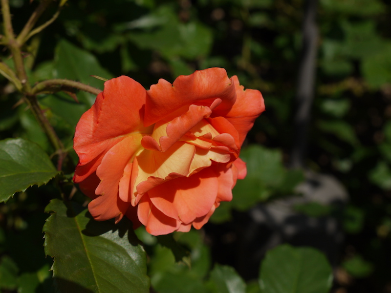 バラ - ヴェスターラント(Westerland)