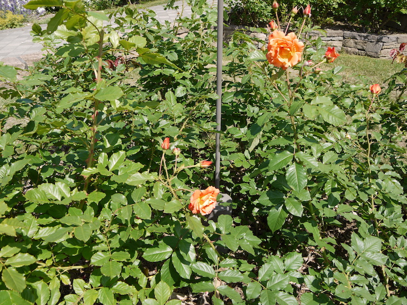 バラ - ヴェスターラント(Westerland)