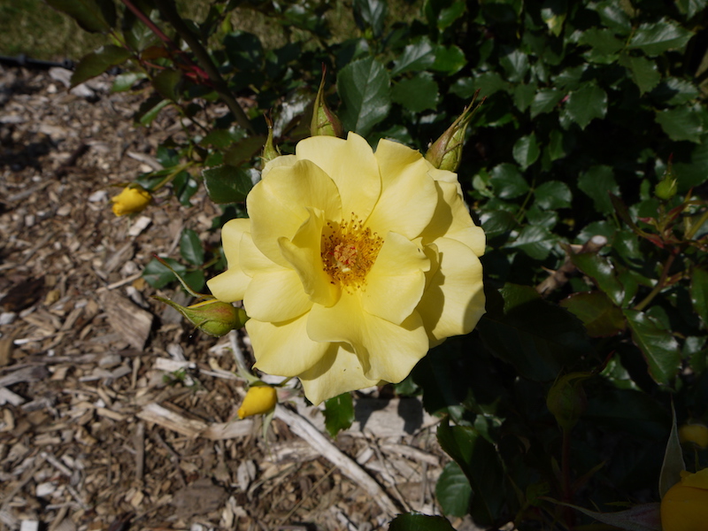 バラ - サン フレアー(Sun Flare)