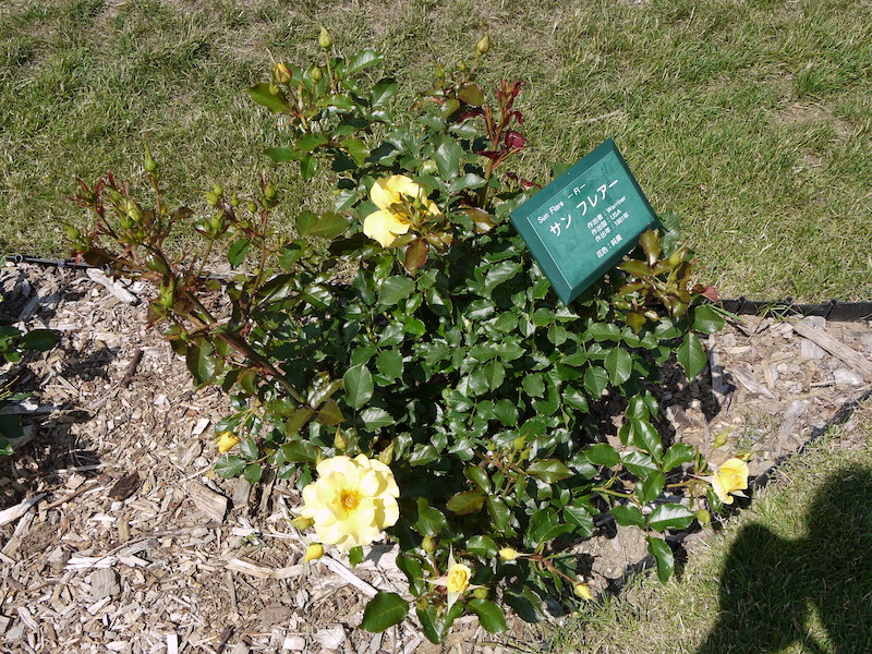 バラ - サン フレアー(Sun Flare)