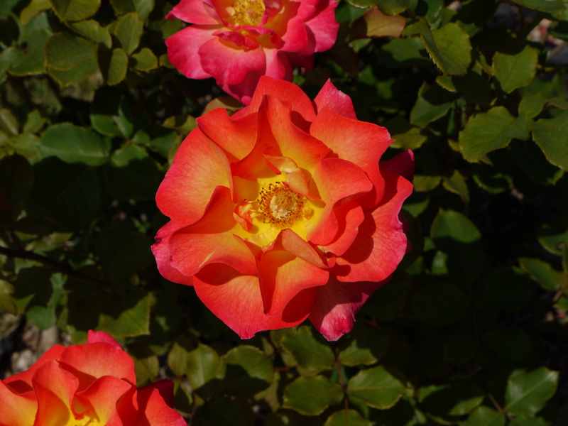 バラ - マルディ グラ(Mardi Gras)