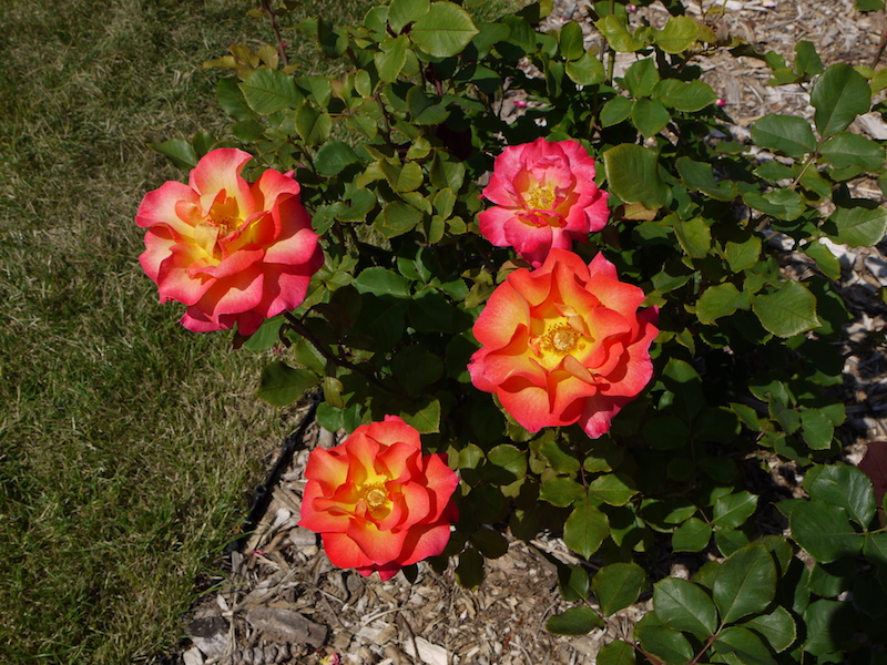 バラ - マルディ グラ(Mardi Gras)