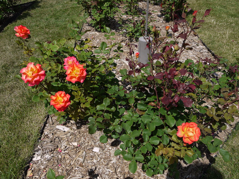 バラ - マルディ グラ(Mardi Gras)