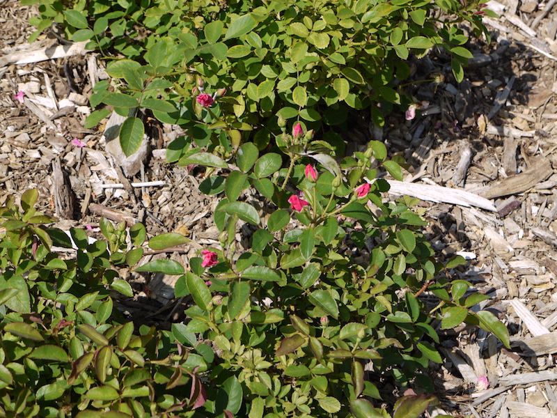 バラ - ニアリー ワイルド(Nearly Wild)