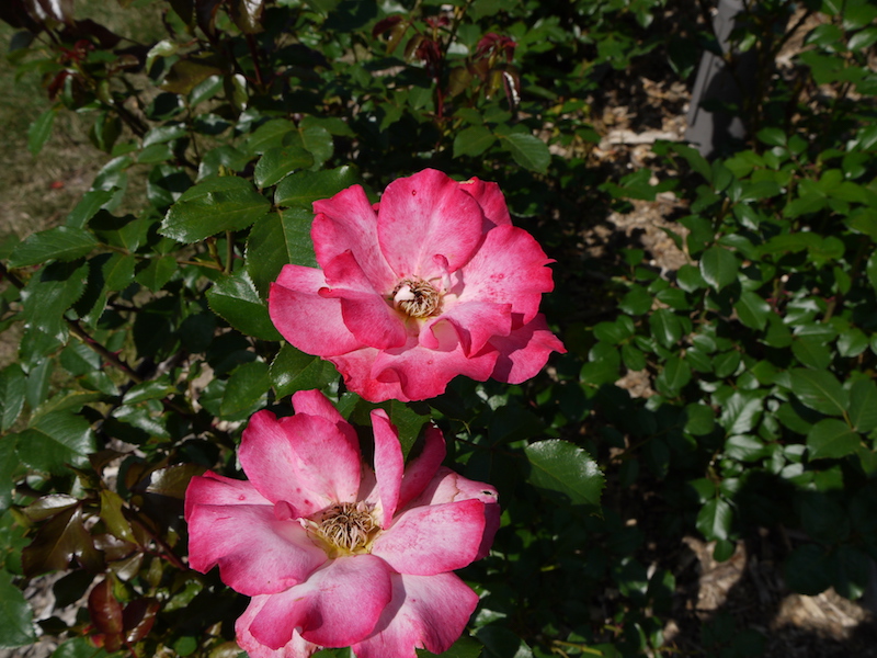 バラ - レインボー ソルベット(Rainbow Sorbet)