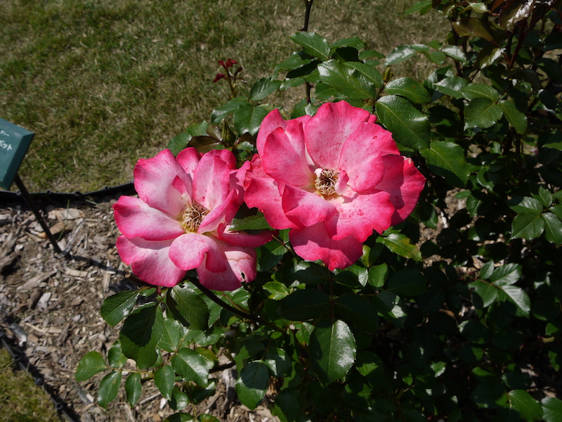 バラ - レインボー ソルベット(Rainbow Sorbet)