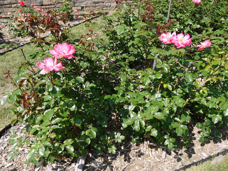 バラ - レインボー ソルベット(Rainbow Sorbet)