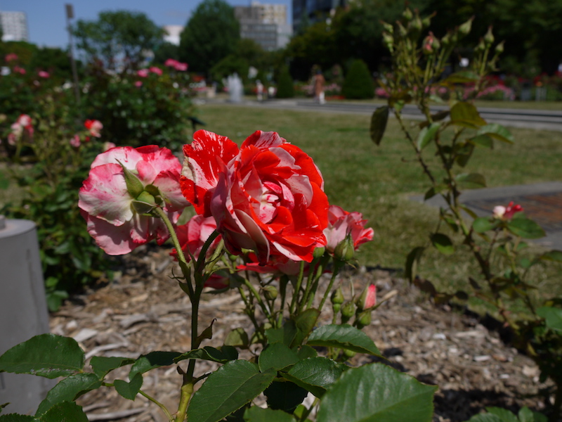 バラ - オレンジ スプラッシュ(Orange Splash)