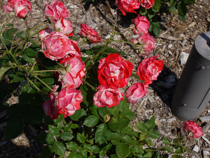 バラ - オレンジ スプラッシュ(Orange Splash)