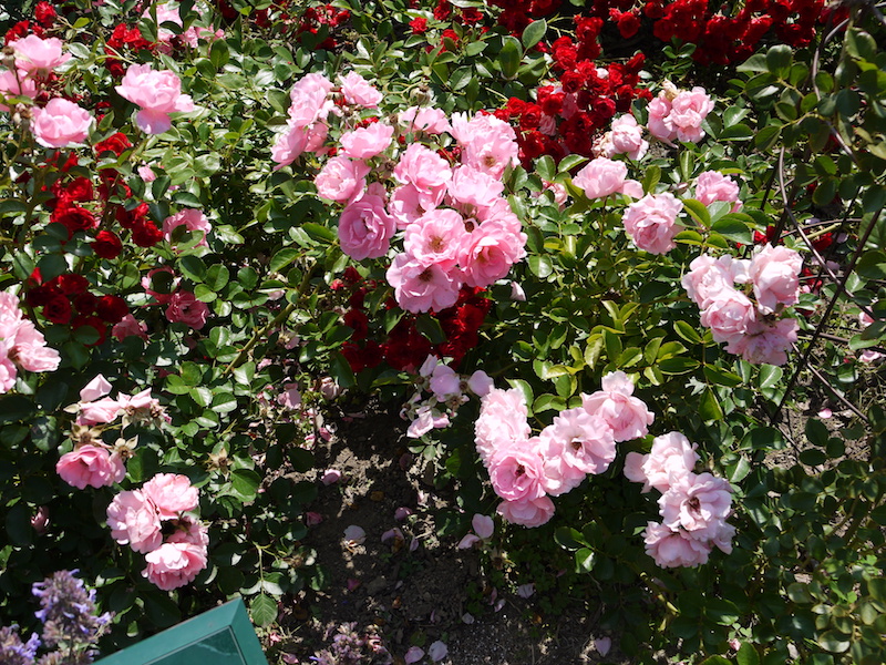 バラ - サマーウインド(Sommerwind)