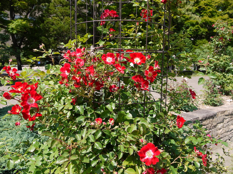 バラ - レッド メイディランド(Red Meidiland)