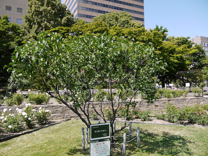 ライラック - センセーション(Sensation)