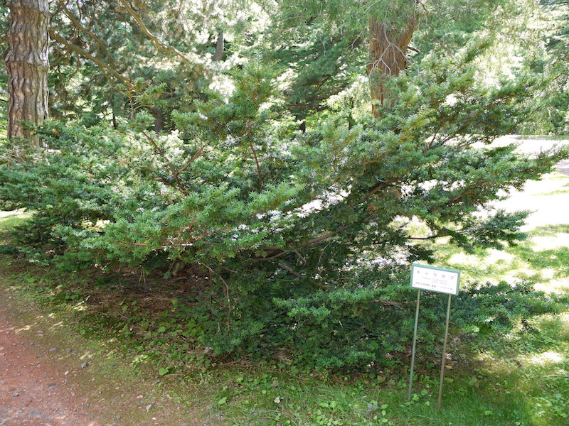 キャラボク(Taxus cuspidata var. nana)