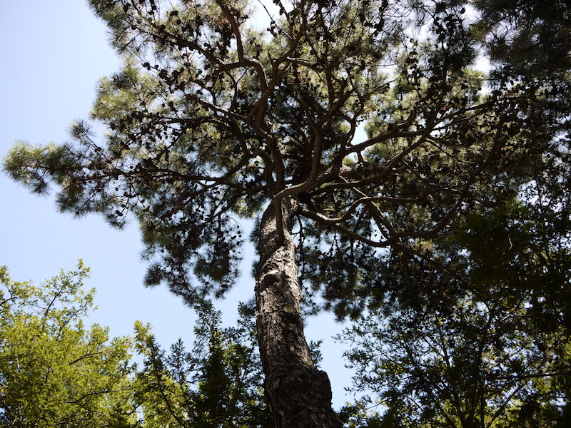 リギダマツ(Pinus rigida)