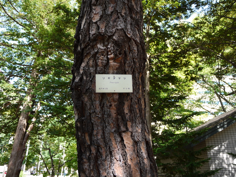 リギダマツ(Pinus rigida)
