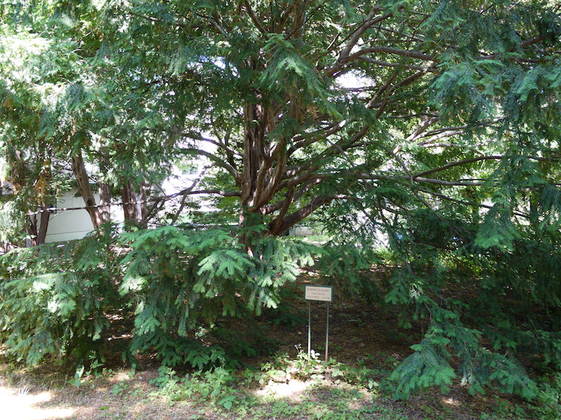 セイヨウイチイ、ヨーロッパイチイ(Taxus baccata)