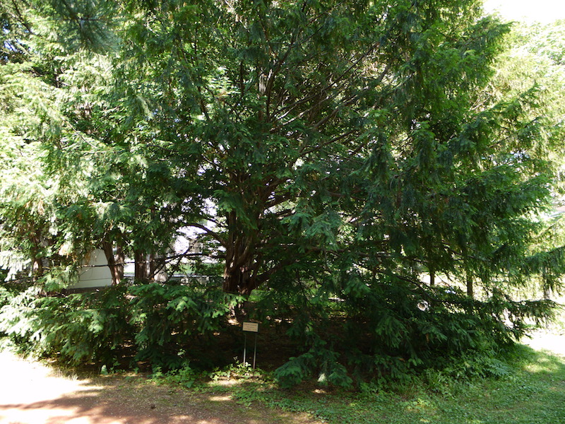 セイヨウイチイ、ヨーロッパイチイ(Taxus baccata)