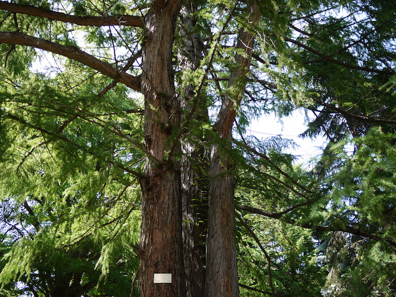 カラマツ(Larix kaempferi)