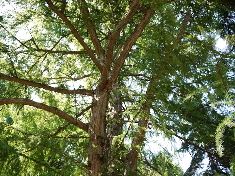 カラマツ(Larix kaempferi)
