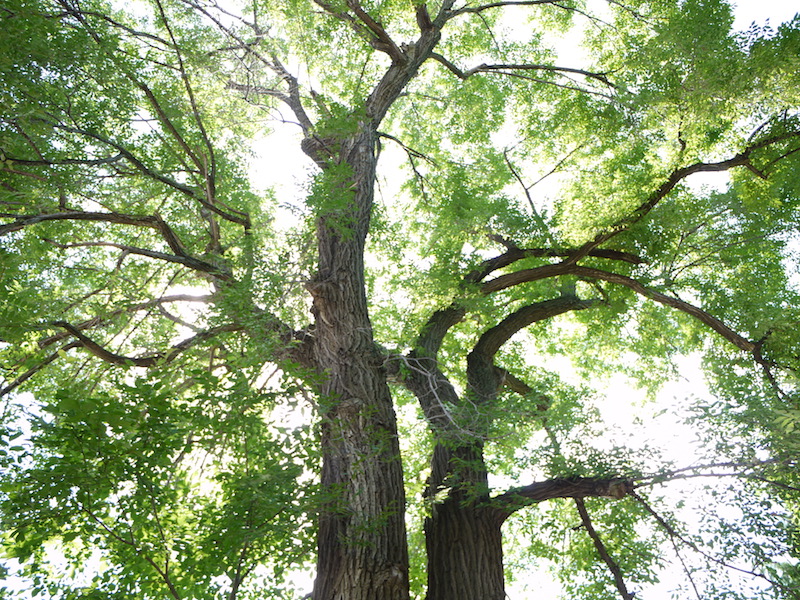 マンシュウニレ、ノニレ(Ulmus pumila)