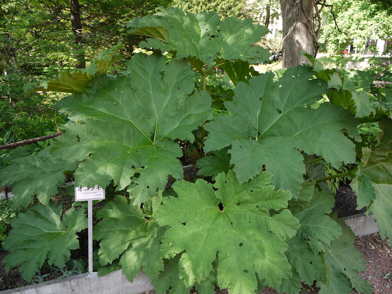 オニブキ(Gunnera manicata)