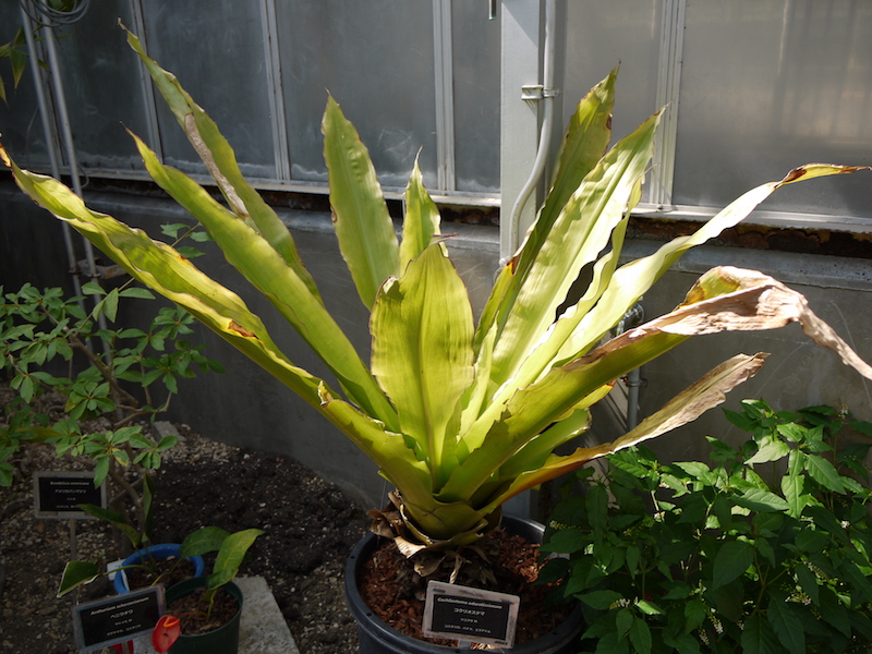 コクリオステマ(Cochliostema odoratissimum)