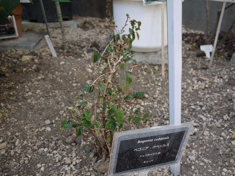ベゴニア・クベンシス(Begonia cubensis)