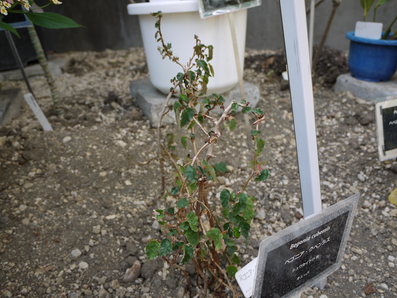 ベゴニア・クベンシス(Begonia cubensis)