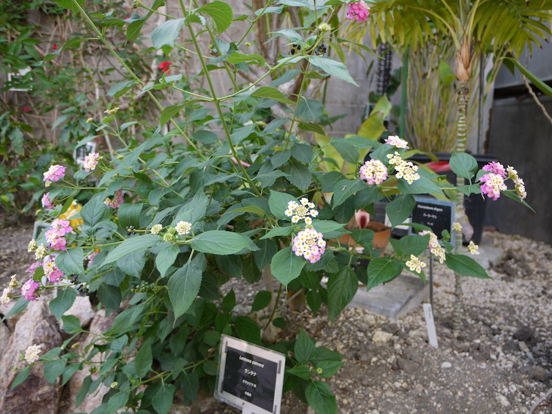 ランタナ(Lantana camara)
