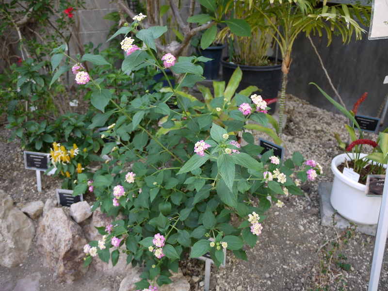 ランタナ(Lantana camara)