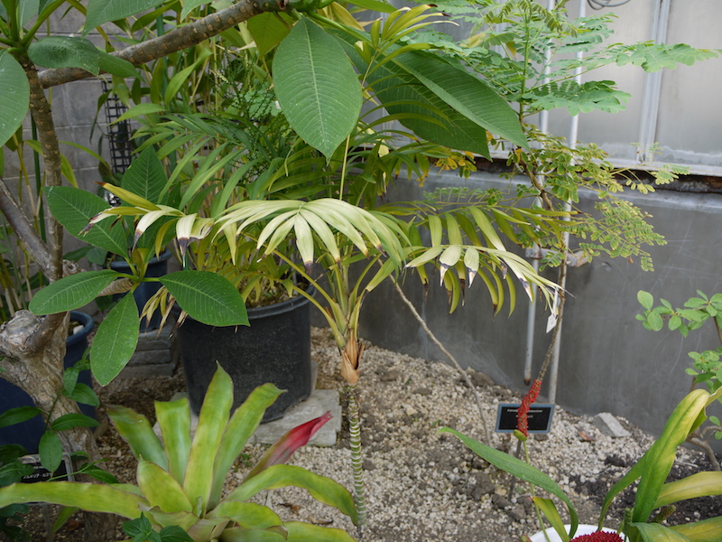パーラーヤシ(Chamaedorea elegans)