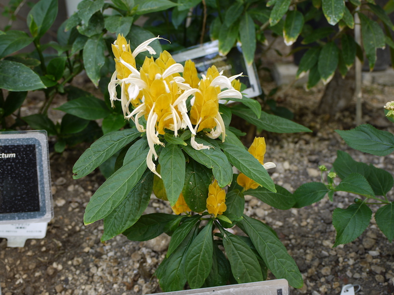 パキスタキス(Pachystachys lutea)