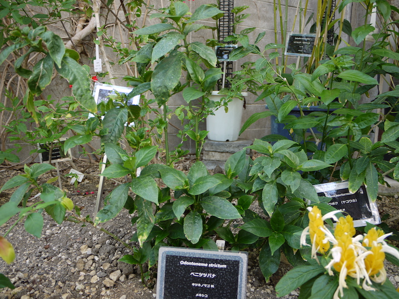 ベニツツバナ(Odontonema strictum)