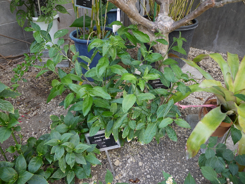 ヤコウボク(ヤコウカ)(Cestrum nocturnum)