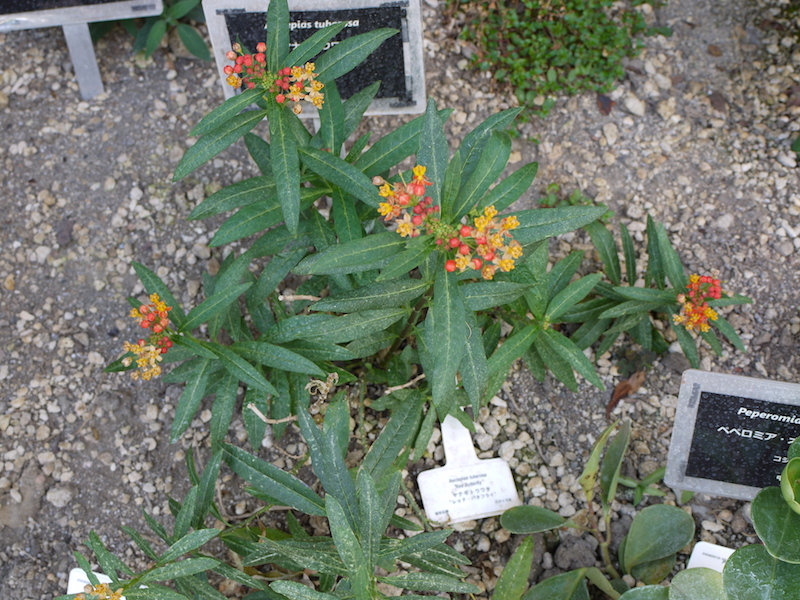 ヤナギトウワタ(Asclepias tuberosa)