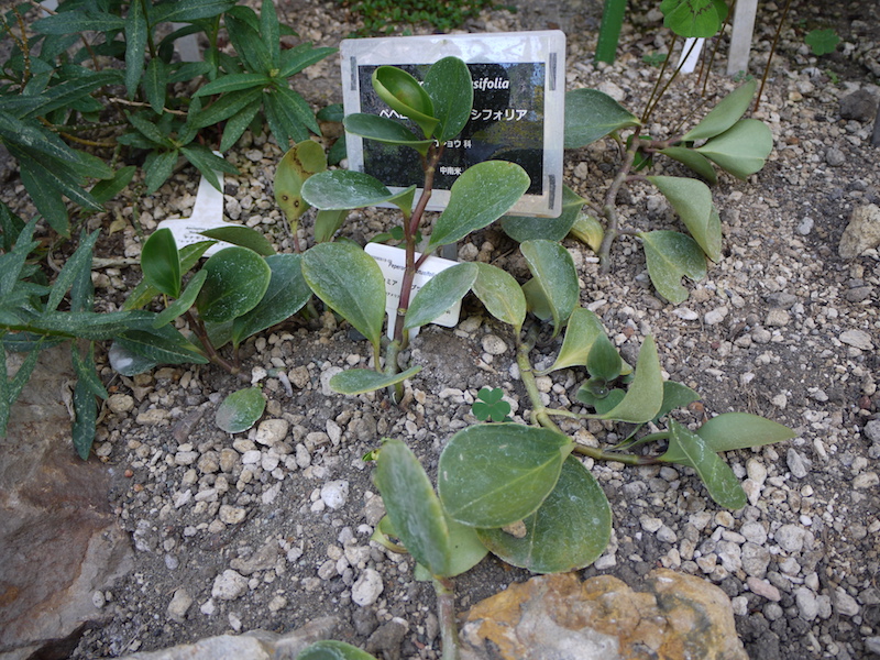 ペペロミア・オブツシフォリア(Peperomia obtusifolia)