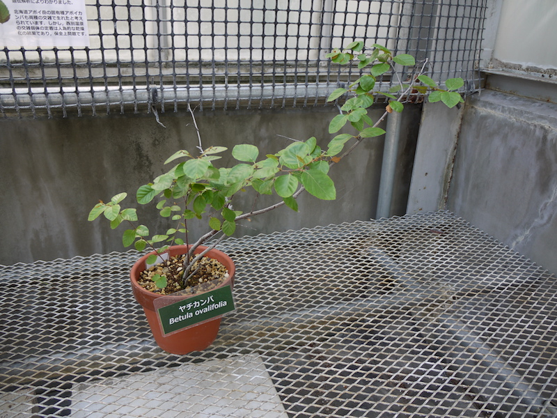 ヤチカンバ(Betula ovalifolia)
