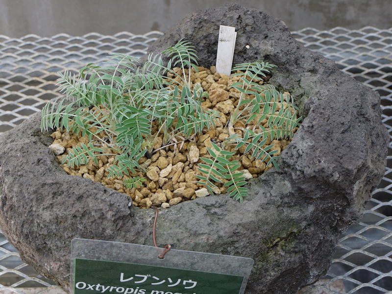 レブンソウ(Oxytropis megalantha)