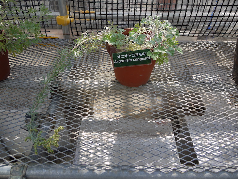 オニオトコヨモギ(Artemisia congesta)