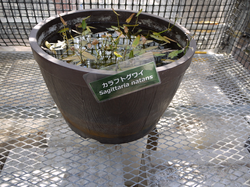 カラフトグワイ(Sagittaria natans)