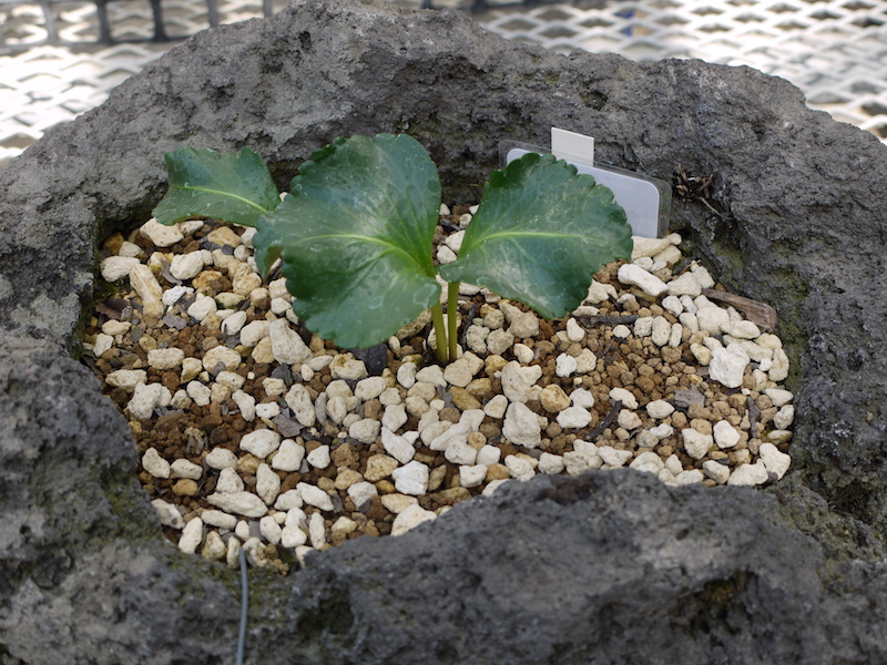 ユウバリソウ(Lagotis takedana)