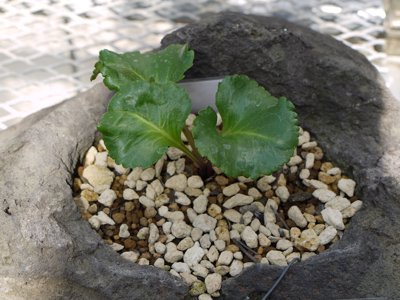 ウルップソウ(Lagotis glauca)