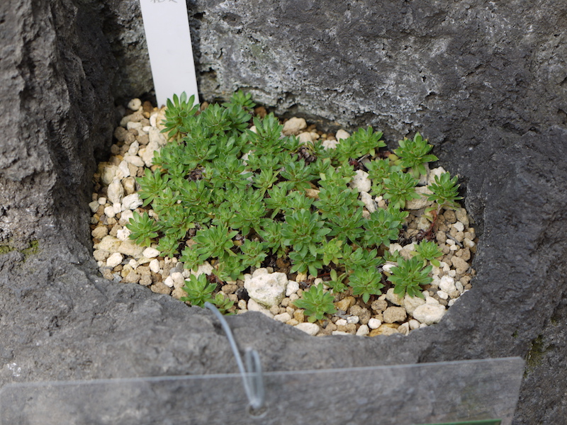 シコタンソウ(Saxifraga rebunshirensis)