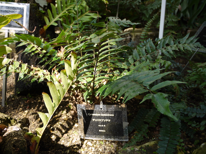テリハヤブソテツ(Cyrtomium laetevirens)