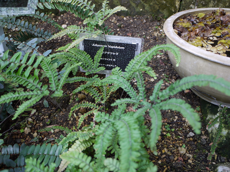 アラゲクジャク(Adiantum hispidulum)