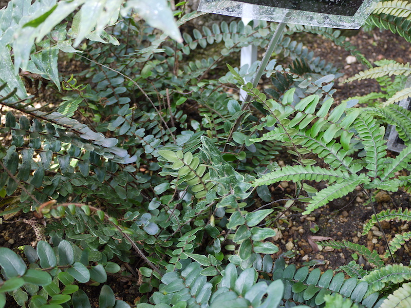 ペラエア・ファルカータ(Pellaea falcata)