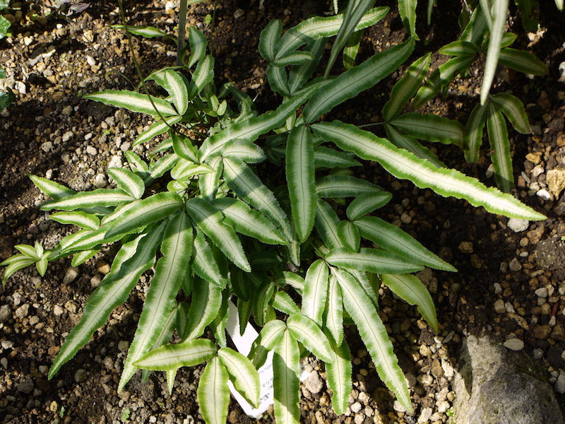 マツザカシダ(Pteris nipponica)
