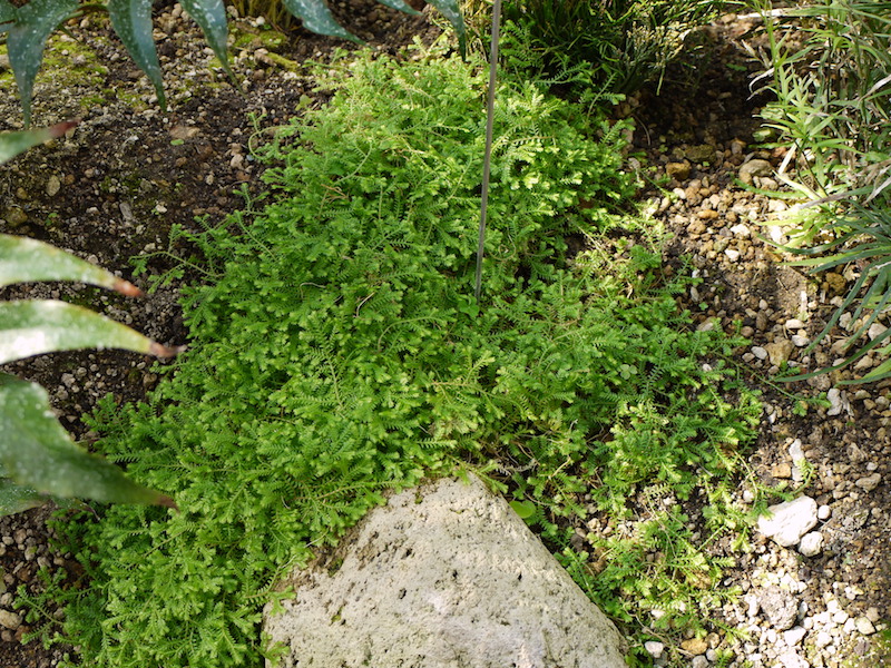 クラマゴケの仲間(Selaginella sp.)